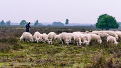 Shepherd with sheep on the Ermelo Heath