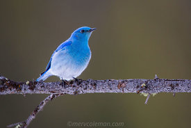 822 Bluebird on a Limb