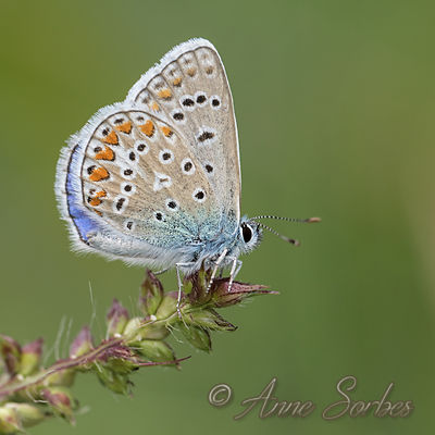 Polyommatus icarus