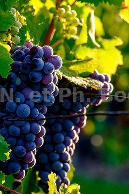 FRANCE, INDRE ET LOIRE, VIGNOBLE // France, Indre Et Loire, Vineyard