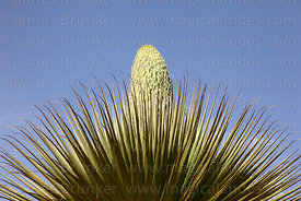 Puya raimondii with new flower spike starting to emerge from leaves