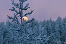 Full moon on the forest