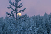 Full moon on the forest