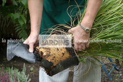 Plantation d'un Pennisetum alopecuroide. Personne retirant le pot. Graminée