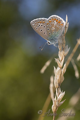 Polyommatus icarus