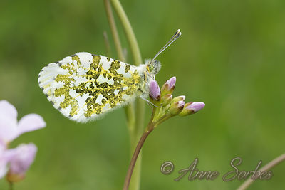 Anthocharis cardamines
