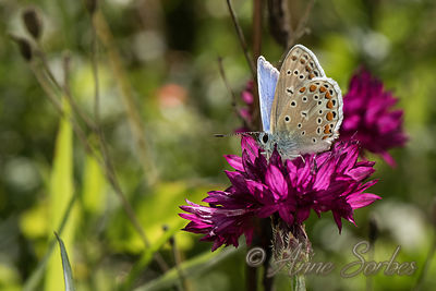 Polyommatus icarus