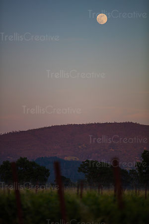 The full moon high in the sky over a mountain vineyard at twilight
