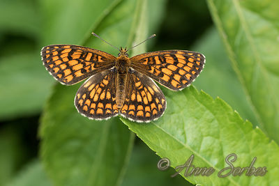 Melitaea athalia
