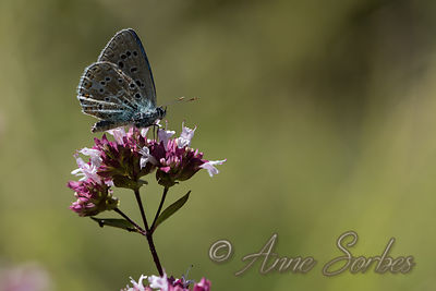 Lysandra bellargus