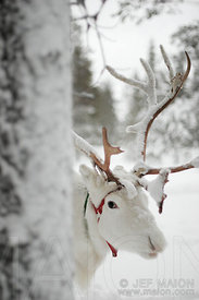 Reindeer behind a tree