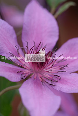 Clematis 'Natascha' (clématite).