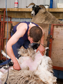 Sheep shearing