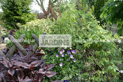 Massif, Persicaria microcephala ‘Red Dragon’, Polygonaceae, Vivace rustique, Feuillage caduc, Feuille pourpre, Lonicera japonica ‘Mint Crisp’ (chèvrefeuille), Caprifoliaceae, Grimpante, Feuillage persistant, Feuille panachée, Globe Planter