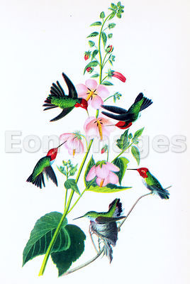 Audubon print Columbian Humming Bird