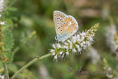 Polyommatus icarus