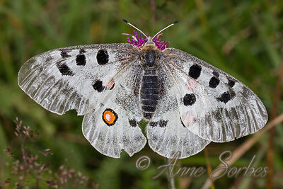 Parnassius apollo