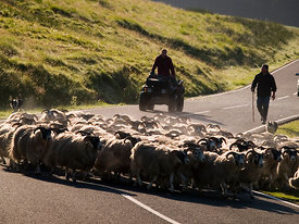 Droving sheep on the road.