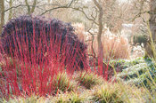 Cornus alba 'Sibirica variegata' underplanted with Carex morrowii 'Fisher's Form'. Sir Harold Hillier Gardens, Ampfield, Romsey, Hants, UK