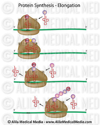 Protein synthesis elongation
