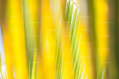 Feuilles