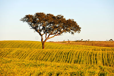Holm oak and crops in Alentejo. Portugal