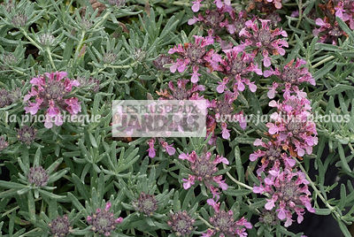 Teucrium ackermerum, Collection Pépinières Lepage