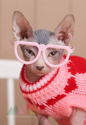 Portrait of Sphynx cat wearing pink pullover and funny glasses