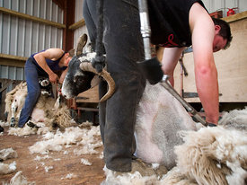 Sheep shearing