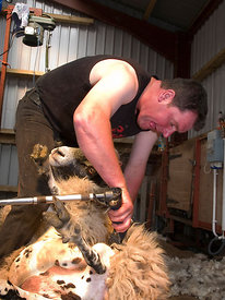 Sheep shearing