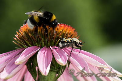 Trichius gallicus - Bombus terrestris