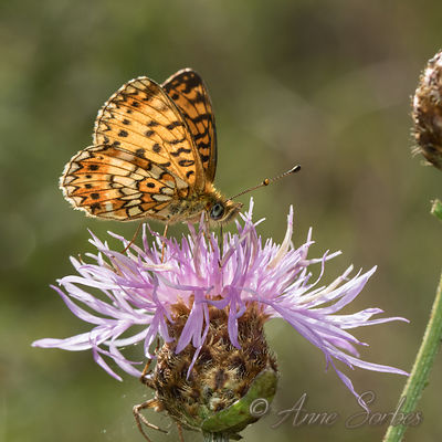 Boloria selene
