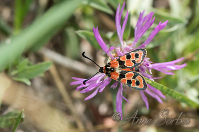 Zygaena Fausta