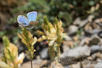 Polyommatus bellargus