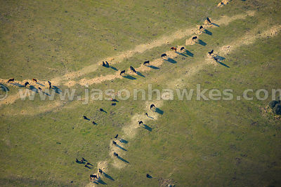 Aerial view of cows grazing, Madrid, Spain