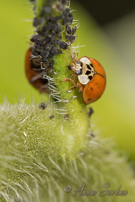 Harmonia axyridis