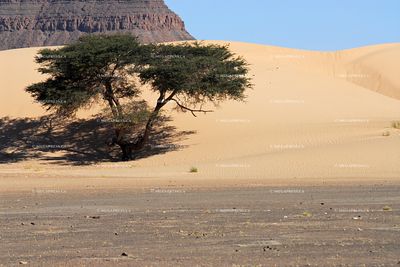 Mauritania