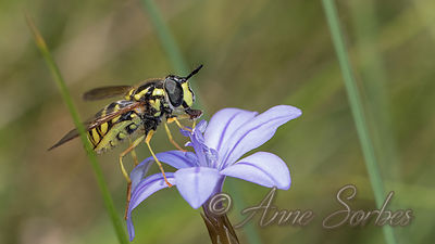 Chrysotoxum cautum