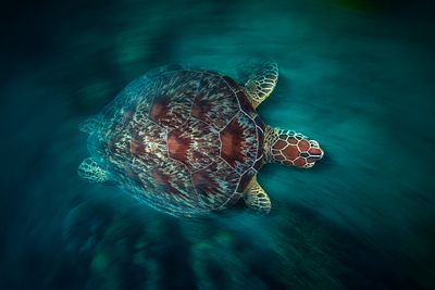 Vélocity Turtle