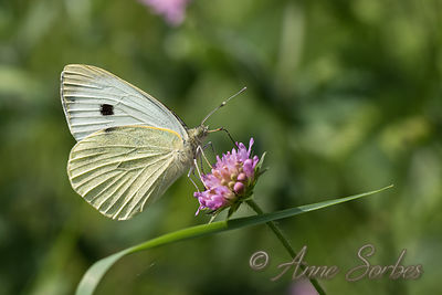 Pieris brassicae