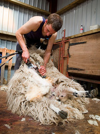 Sheep shearing