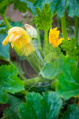 ZucchiniBlossom1