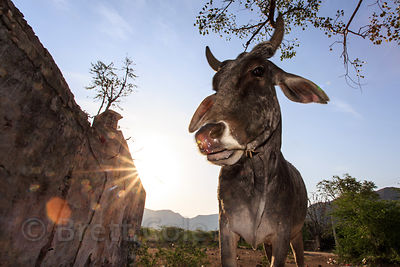A cow eats garbage at a temple site, Budha Pushkar, Rajasthan, India