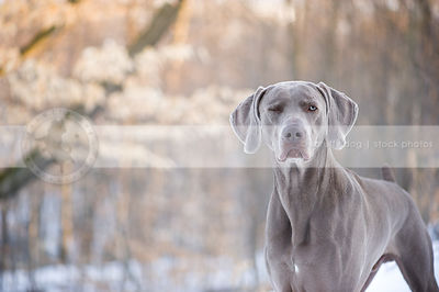 humorous grey dog winking with minimal background