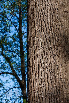 Large tree in an arboretum in Westchester, Pennsylvania