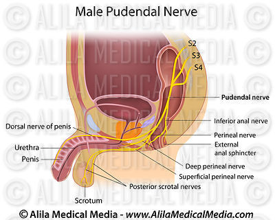 Sex mom photoindai Pudendal neuropraxia orgasm