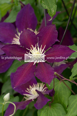 Clematis 'The Vagabond' (clématite)