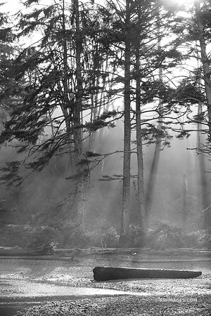 COASTAL FOREST OLYMPIC NATIONAL PARK WASHINGTON BLACK AND WHITE VERTICAL
