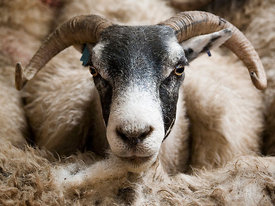Sheep shearing