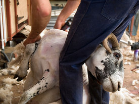 Sheep shearing